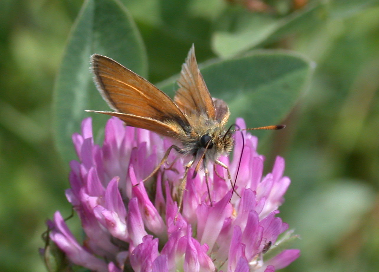 Thymelicus lineola